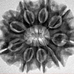 9 Mukhi Rudraksha 26.3mm 4.66gm - Inverse xray