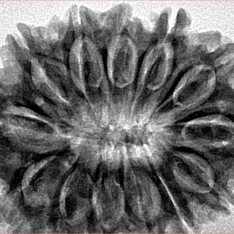 13 Mukhi Rudraksha 31.9mm 6.22gm - Inverse xray