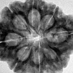 8 Mukhi Rudraksha 28.1mm 6.39gm - Inverse xray