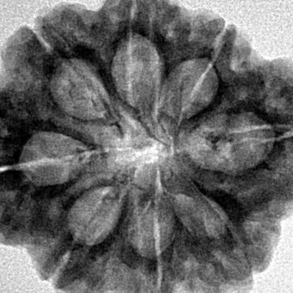 8 Mukhi Rudraksha 28.1mm 6.39gm - Inverse xray