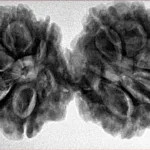 10 Mk Gaurishankar 39.8mm 8.32gm - Inverse xray