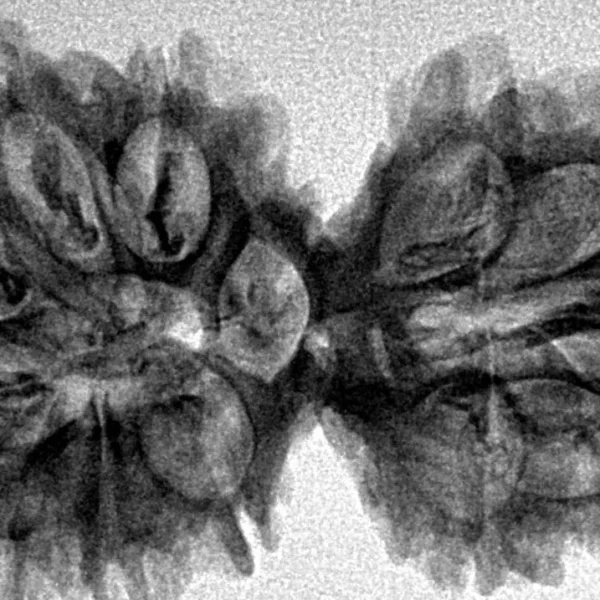 12 MK Gaurishankar 36.8mm 5.32gm - Inverse xray
