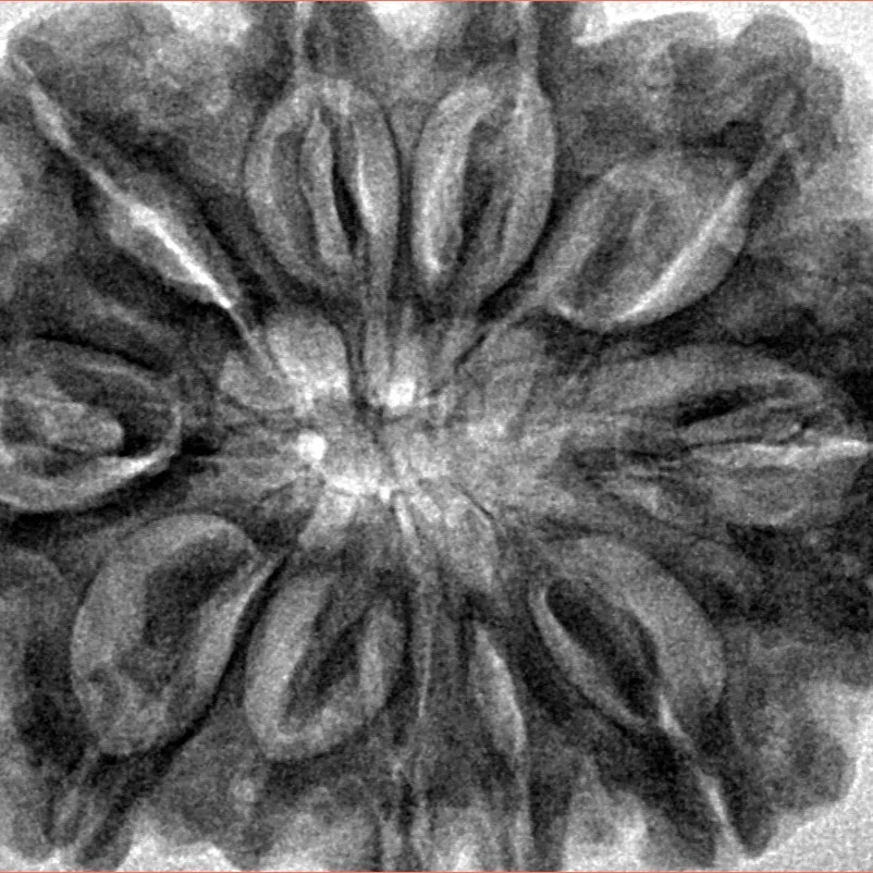 10 Mukhi Rudraksha 34.1mm 8.59gm - Inverse xray