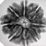 8 Mukhi Rudraksha 25.3mm 5.18gm - Inverse xray