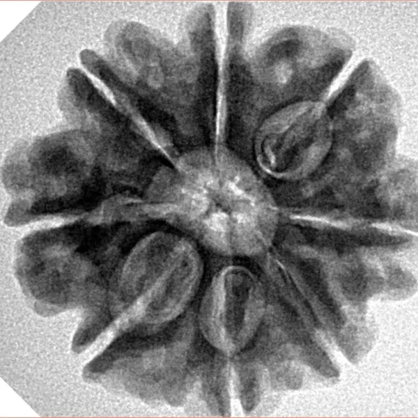 8 Mukhi Rudraksha 25.3mm 5.18gm - Inverse xray
