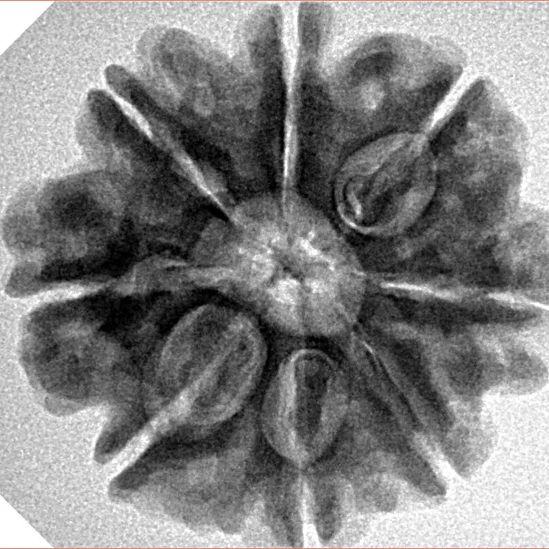 8 Mukhi Rudraksha 25.3mm 5.18gm - Inverse xray