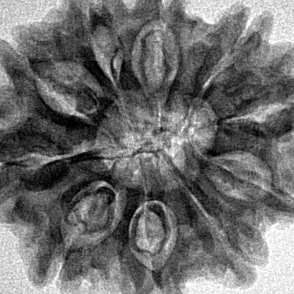 10 Mukhi Rudraksha 29.2mm 4.84gm - Inverse xray