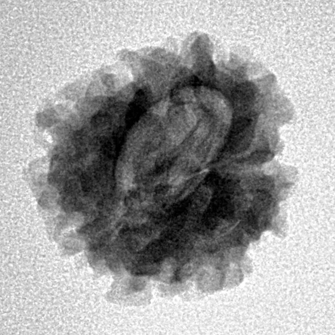 1 Mukhi Rudraksha 19.7mm 2.27gm - Inverse xray