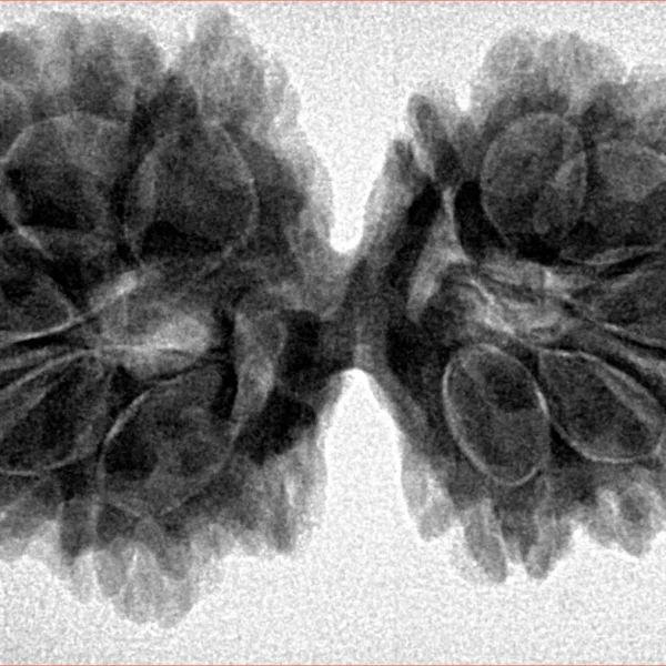 12 MK Gaurishankar 36.5mm 7.12gm - Inverse xray