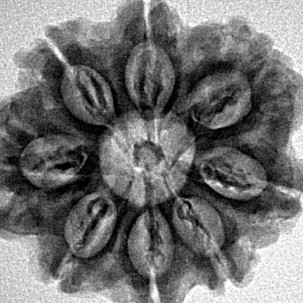 8 Mukhi Rudraksha 26.6mm 4.49gm - Inverse xray