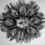 9 Mukhi Rudraksha 26.3mm 3.77gm - Inverse xray
