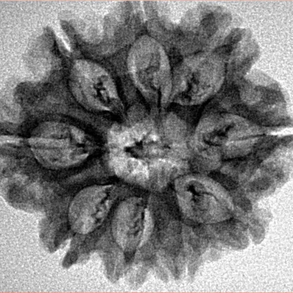 9 Mukhi Rudraksha 26.3mm 3.77gm - Inverse xray