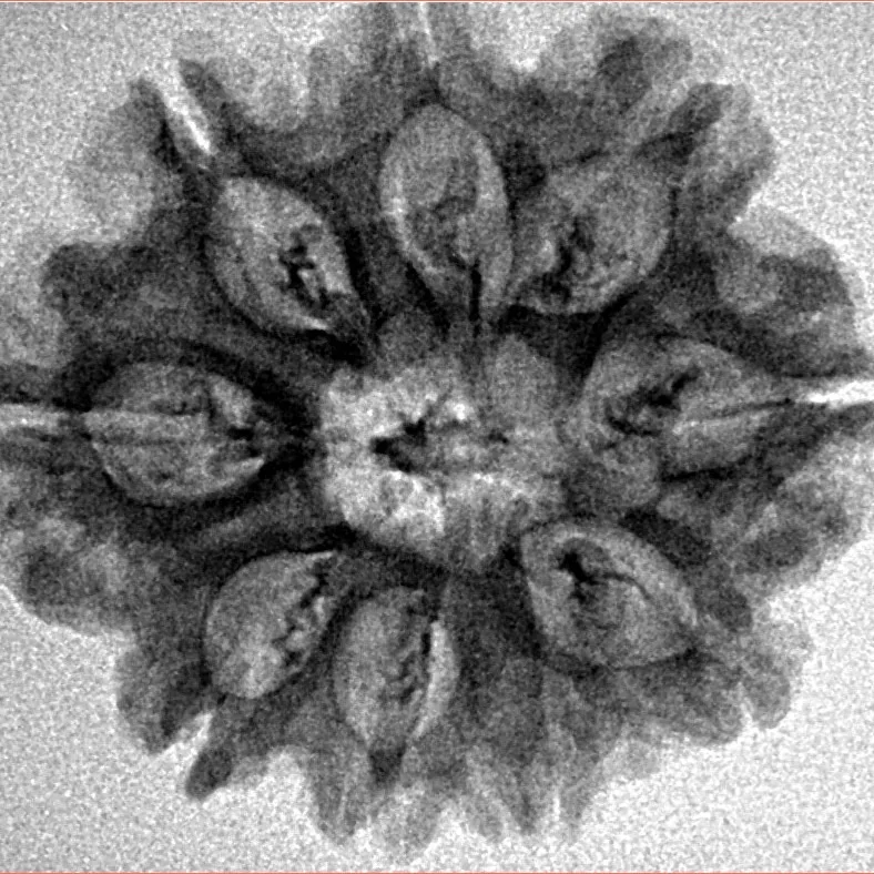 9 Mukhi Rudraksha 26.3mm 3.77gm - Inverse xray