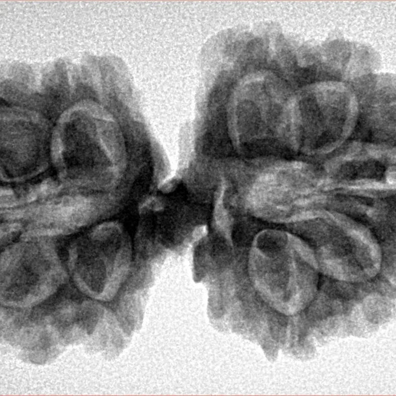 11 Mukhi G.S & Ganesh 35.1mm 6.26gm - Inverse xray