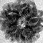 1MK(Underdeveloped) 22.1mm 3.7gm - Inverse xray