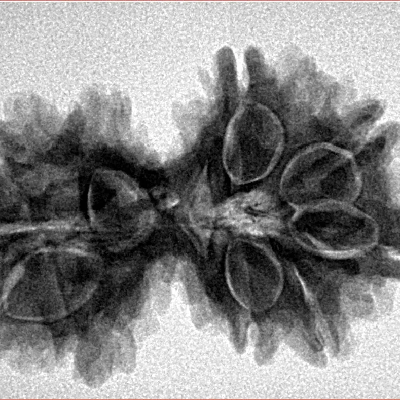 10 Mukhi G.S & Ganesh 35mm 5.32gm - Inverse xray