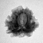 1 Mukhi Rudraksha 19.8mm 2.58gm - Inverse xray
