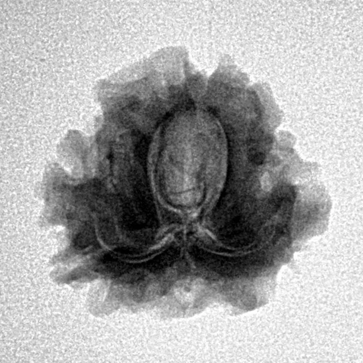 1 Mukhi Rudraksha 19.8mm 2.58gm - Inverse xray
