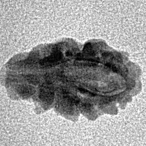 1 Mukhi Rudraksha 15mm 0.52gm - Inverse xray