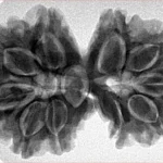 11 MK Gaurishankar 35.2mm 7gm - Inverse xray