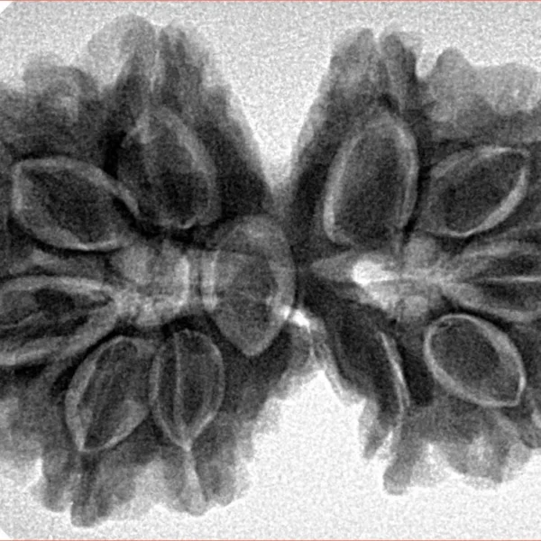 11 MK Gaurishankar 35.2mm 7gm - Inverse xray