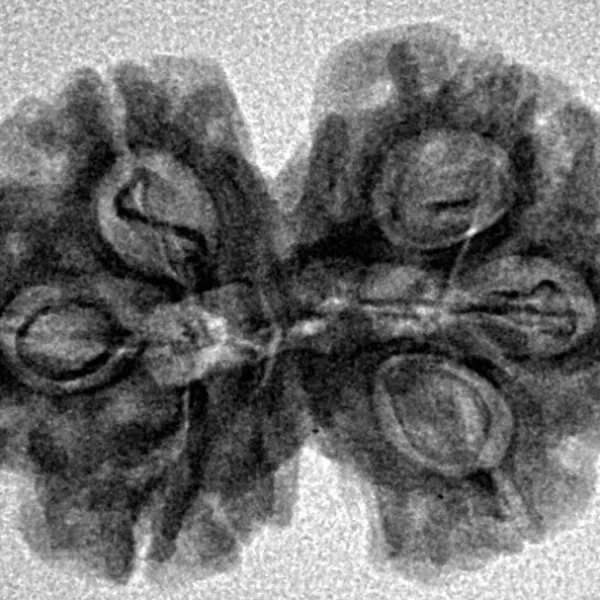 6 Mk Gaurishankar 25.1mm 2.84gm - Inverse xray