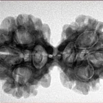 6 Mk Gaurishankar 32.6mm 5.57gm - Inverse xray