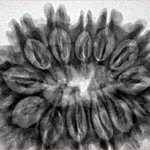 13 Mukhi Rudraksha 32.5mm 6.4gm - Inverse xray