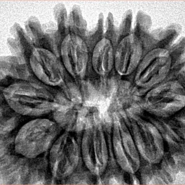13 Mukhi Rudraksha 32.5mm 6.4gm - Inverse xray