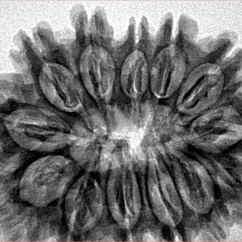 13 Mukhi Rudraksha 32.5mm 6.4gm - Inverse xray