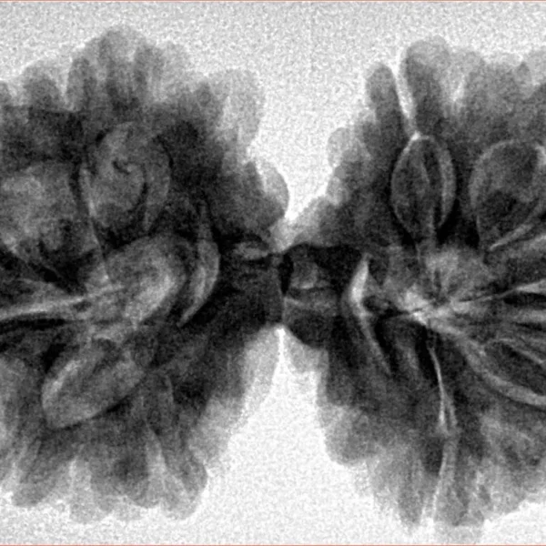 10 Mk Gaurishankar 37.1mm 7.33gm - Inverse xray