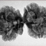 6 Mk Gaurishankar 35.5mm 6.41gm - Inverse xray