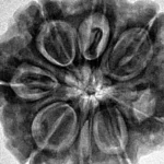 8 Mukhi Rudraksha 28.4mm 7.54gm - Inverse xray