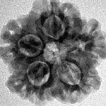 1MK(Underdeveloped) 21.6mm 3.22gm - Inverse xray