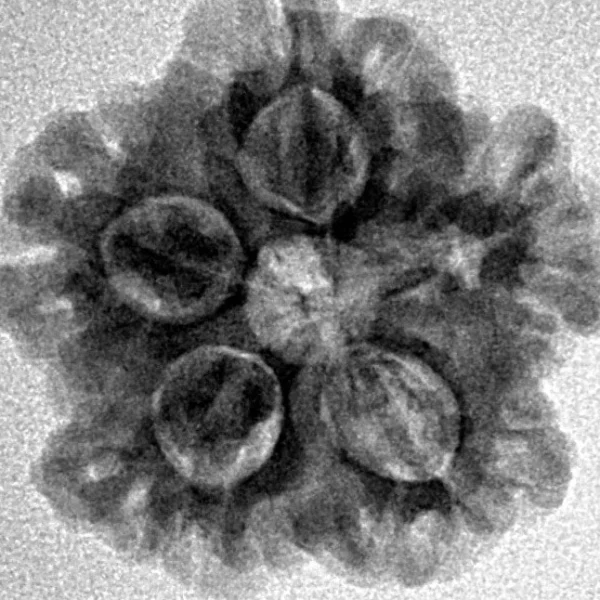 1MK(Underdeveloped) 21.6mm 3.22gm - Inverse xray