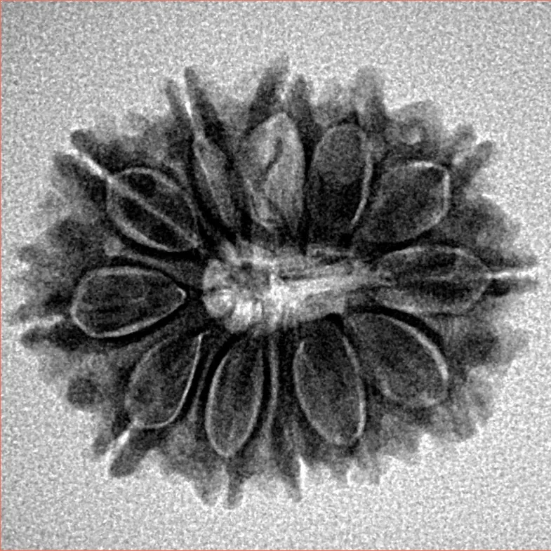 12 Mukhi Rudraksha 24.2mm 3.47gm - Inverse xray