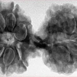 12 MK Gaurishankar 40.5mm 8.83gm - Inverse xray