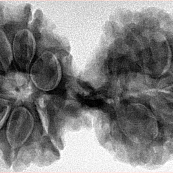 12 MK Gaurishankar 40.5mm 8.83gm - Inverse xray