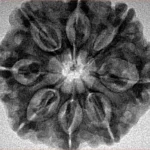 8 Mukhi Rudraksha 28.3mm 5.97gm - Inverse xray