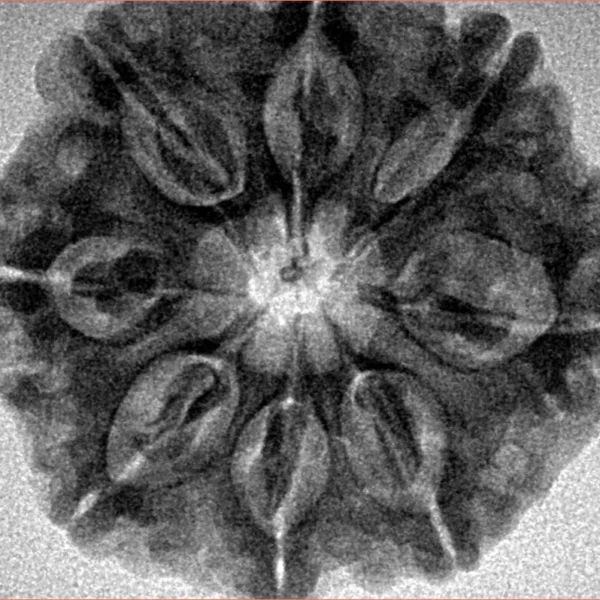 8 Mukhi Rudraksha 28.3mm 5.97gm - Inverse xray