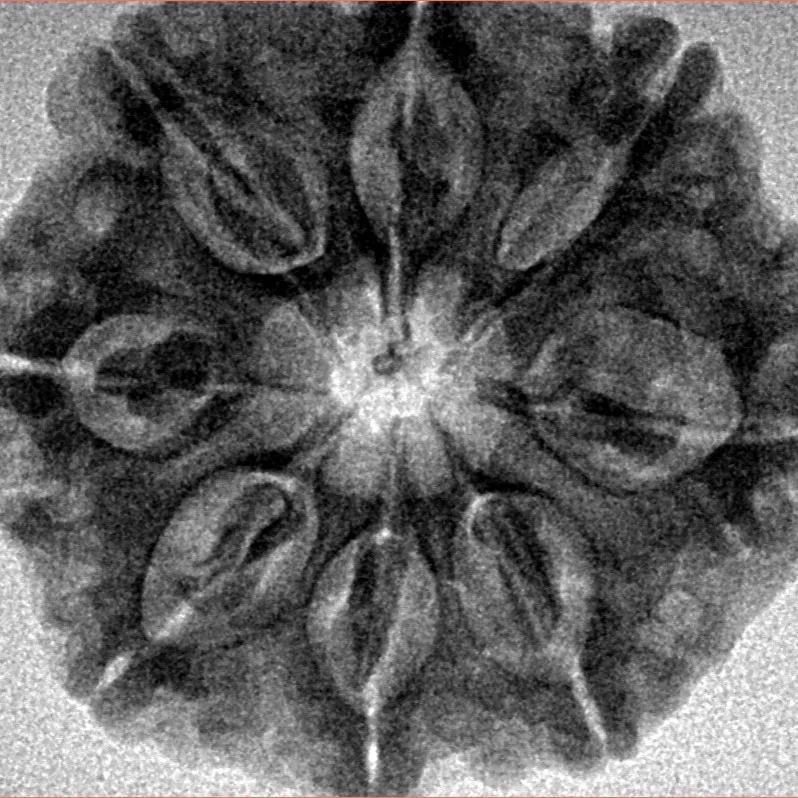 8 Mukhi Rudraksha 28.3mm 5.97gm - Inverse xray