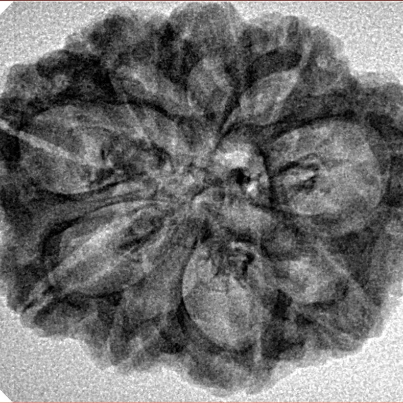 9 Mukhi Rudraksha 29mm 4.32gm - Inverse xray