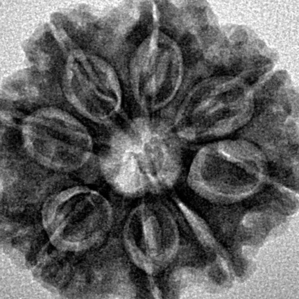 8 Mukhi Rudraksha 25.7mm 5.42gm - Inverse xray