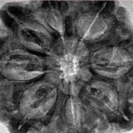 8 Mukhi Rudraksha 29.9mm 6.91gm - Inverse xray
