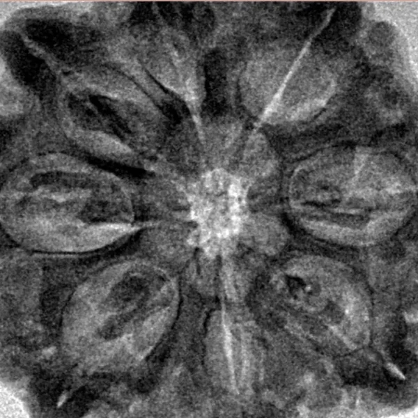 8 Mukhi Rudraksha 29.9mm 6.91gm - Inverse xray