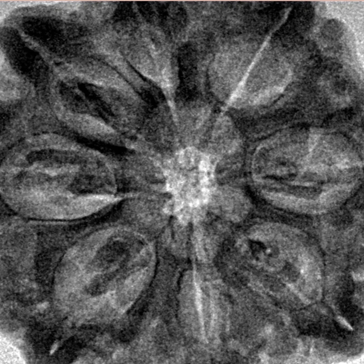 8 Mukhi Rudraksha 29.9mm 6.91gm - Inverse xray