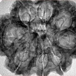 8 Mukhi Rudraksha 30.6mm 5.18gm - Inverse xray