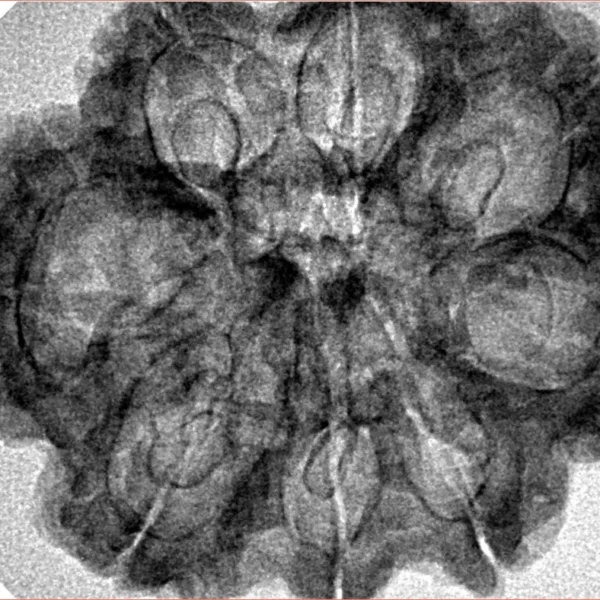8 Mukhi Rudraksha 30.6mm 5.18gm - Inverse xray