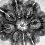 8 Mukhi Rudraksha 29.4mm 7.09gm - Inverse xray