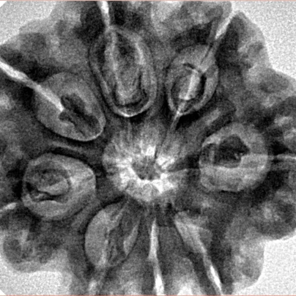 8 Mukhi Rudraksha 29.4mm 7.09gm - Inverse xray